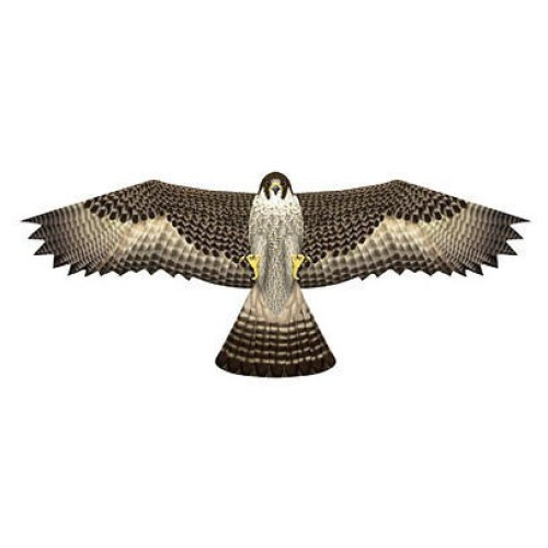 Birds of Prey Falcon Vlieger - 122 x 50 cm