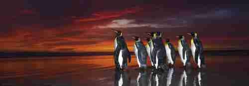 Heye Puzzle Panorama King Penguins 1000 stukjes