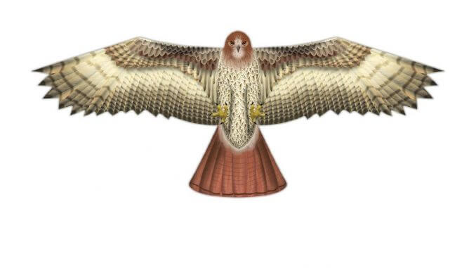 Birds of Prey Hawk Vlieger - 122 x 50 cm